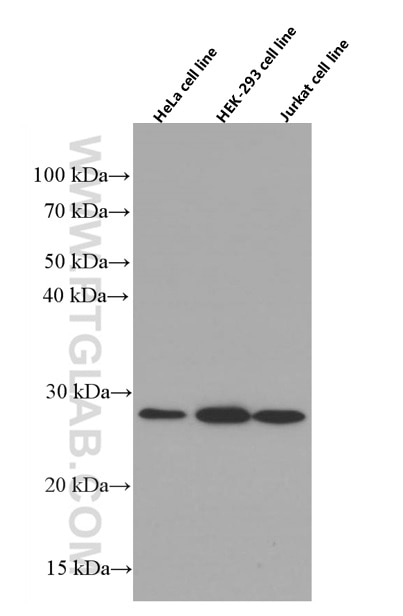 Western Blot (WB) analysis of various lysates using RhoGDI Monoclonal antibody (66480-1-Ig)