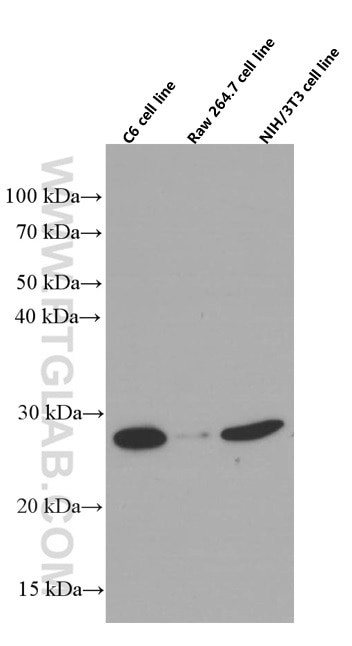 Western Blot (WB) analysis of various lysates using RhoGDI Monoclonal antibody (66480-1-Ig)