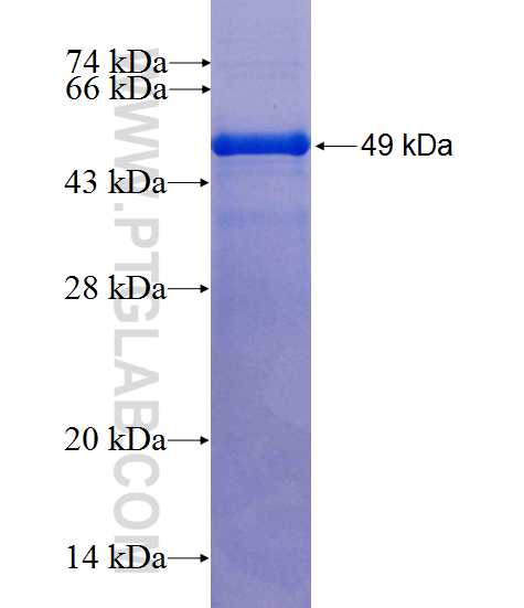 ARHGDIA,aGDI fusion protein Ag0791 SDS-PAGE