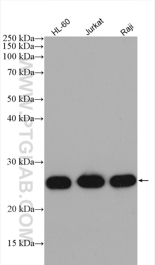 Western Blot (WB) analysis of various lysates using ARHGDIB Polyclonal antibody (16122-1-AP)