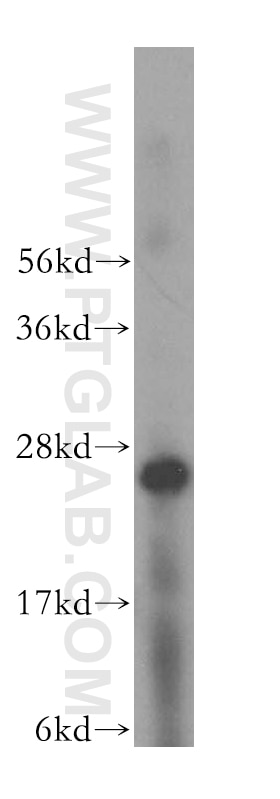 Western Blot (WB) analysis of K-562 cells using ARHGDIB Polyclonal antibody (16122-1-AP)