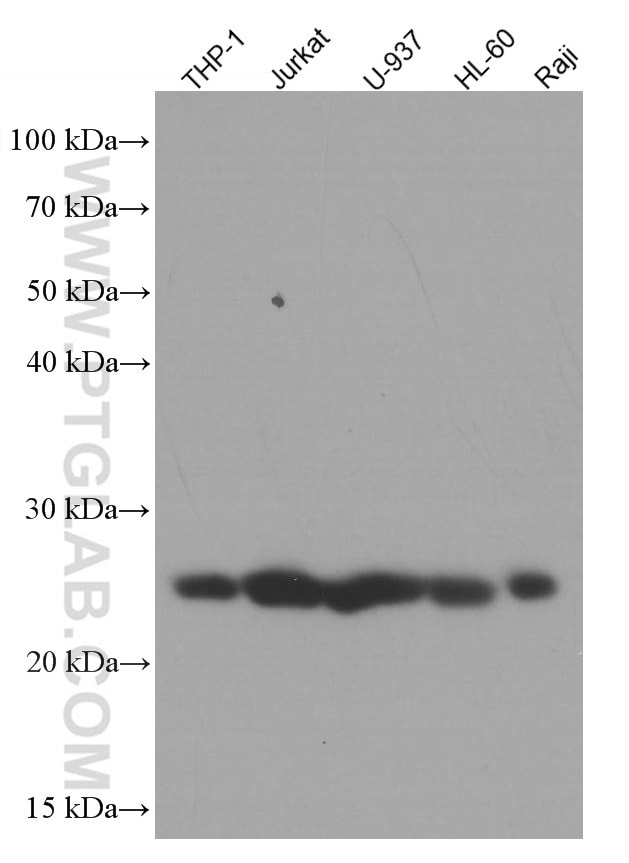 Western Blot (WB) analysis of various lysates using ARHGDIB Monoclonal antibody (66054-1-Ig)