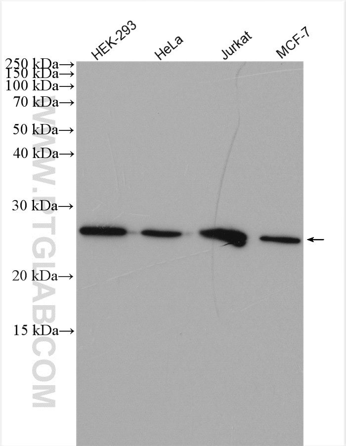 Western Blot (WB) analysis of various lysates using ARHGDIG Polyclonal antibody (14282-1-AP)