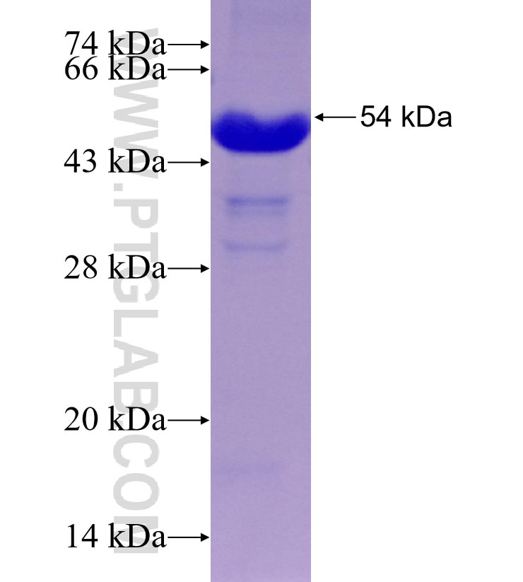 ARHGDIG fusion protein Ag5554 SDS-PAGE