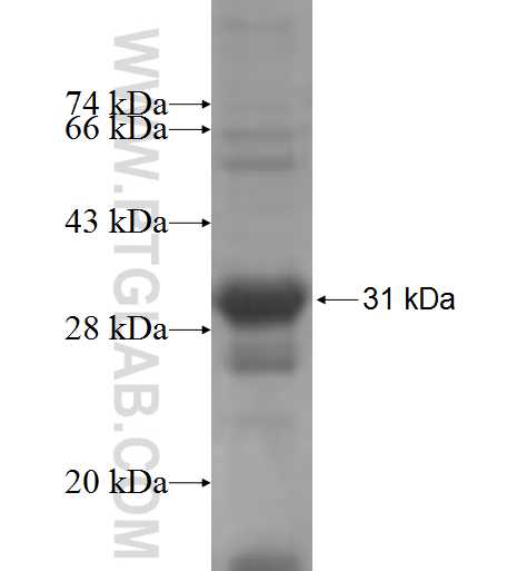 ARHGDIG fusion protein Ag6171 SDS-PAGE