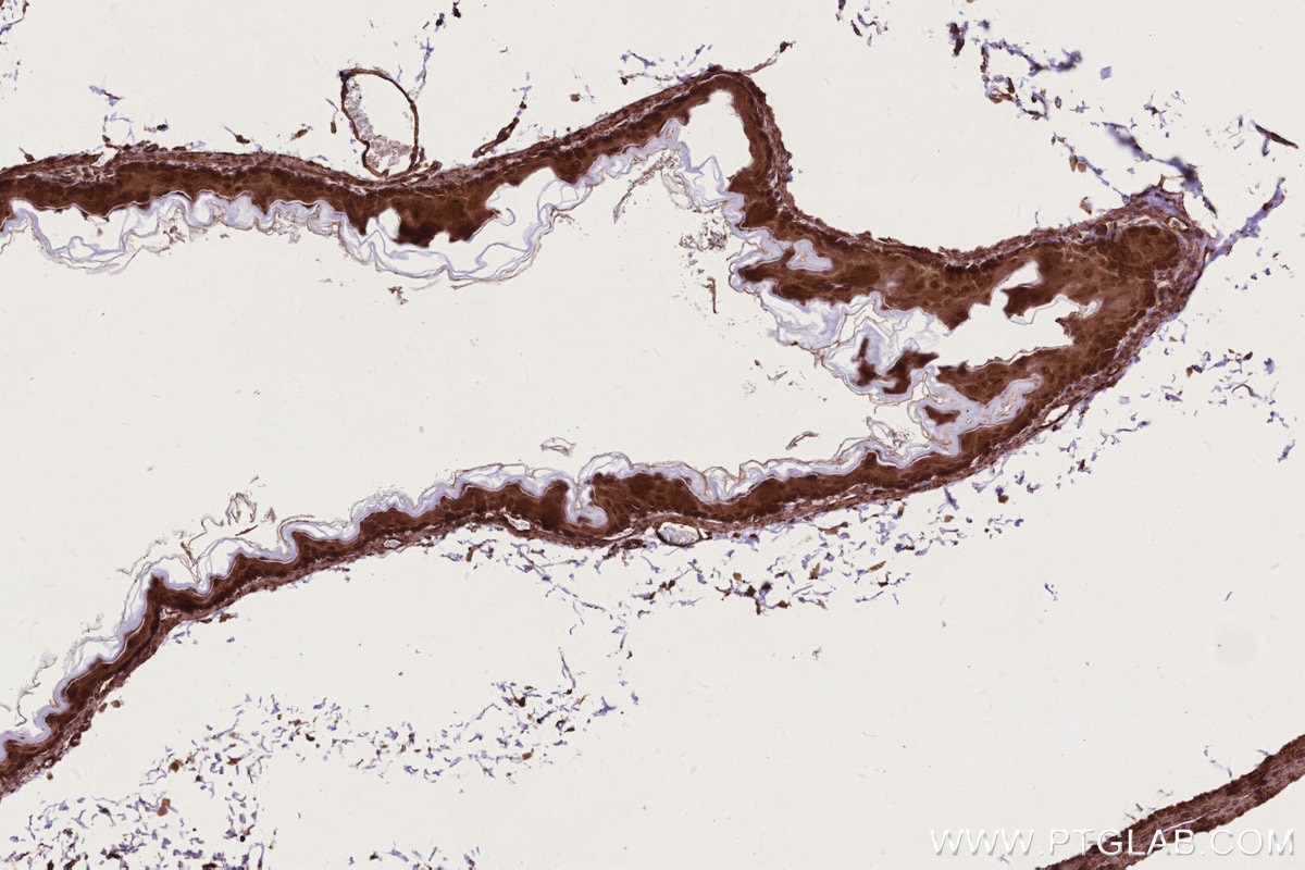 Immunohistochemistry (IHC) staining of mouse stomach tissue using ARHGEF1 Polyclonal antibody (11363-1-AP)