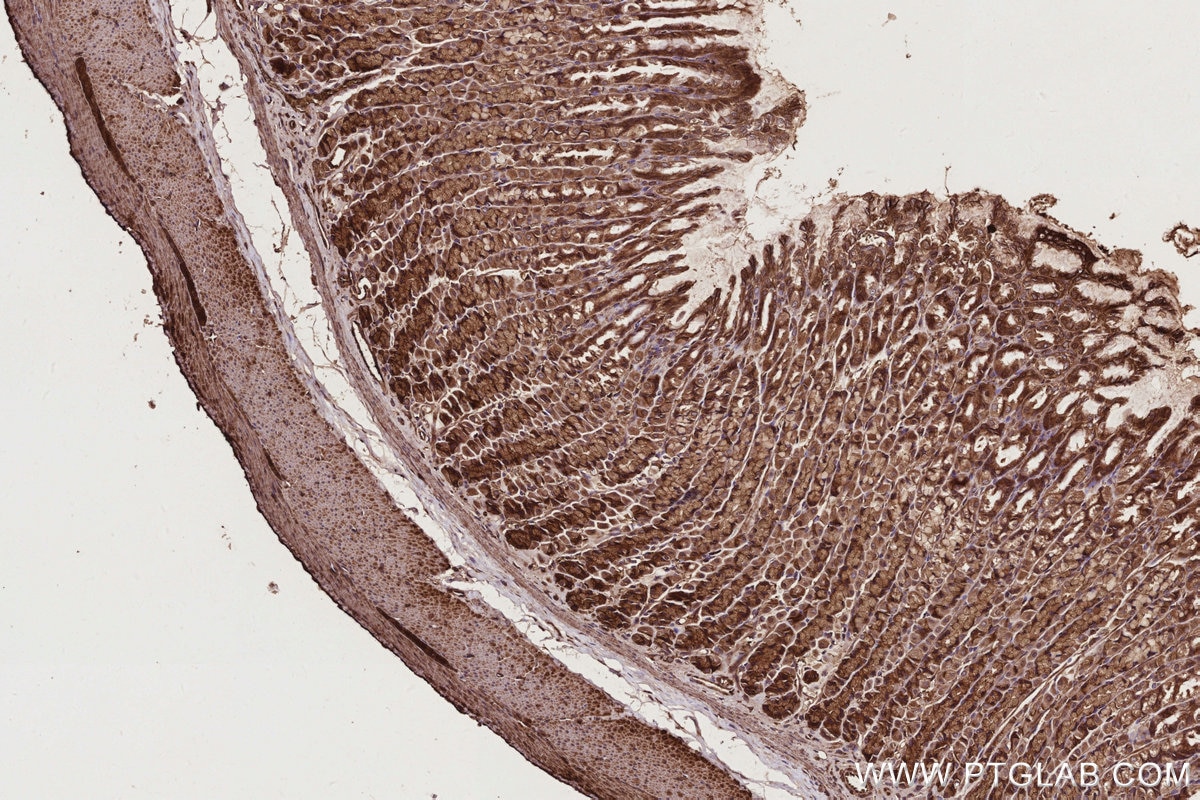 Immunohistochemistry (IHC) staining of rat stomach tissue using ARHGEF1 Polyclonal antibody (11363-1-AP)