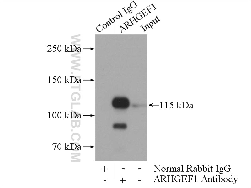 Immunoprecipitation (IP) experiment of HEK-293 cells using ARHGEF1 Polyclonal antibody (11363-1-AP)