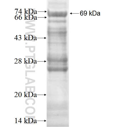 ARHGEF1 fusion protein Ag1905 SDS-PAGE