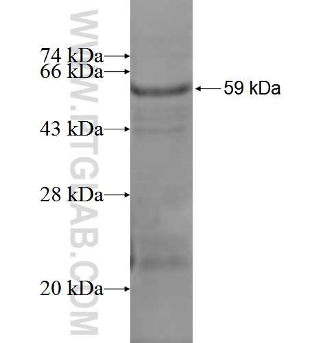 ARHGEF10 fusion protein Ag1605 SDS-PAGE