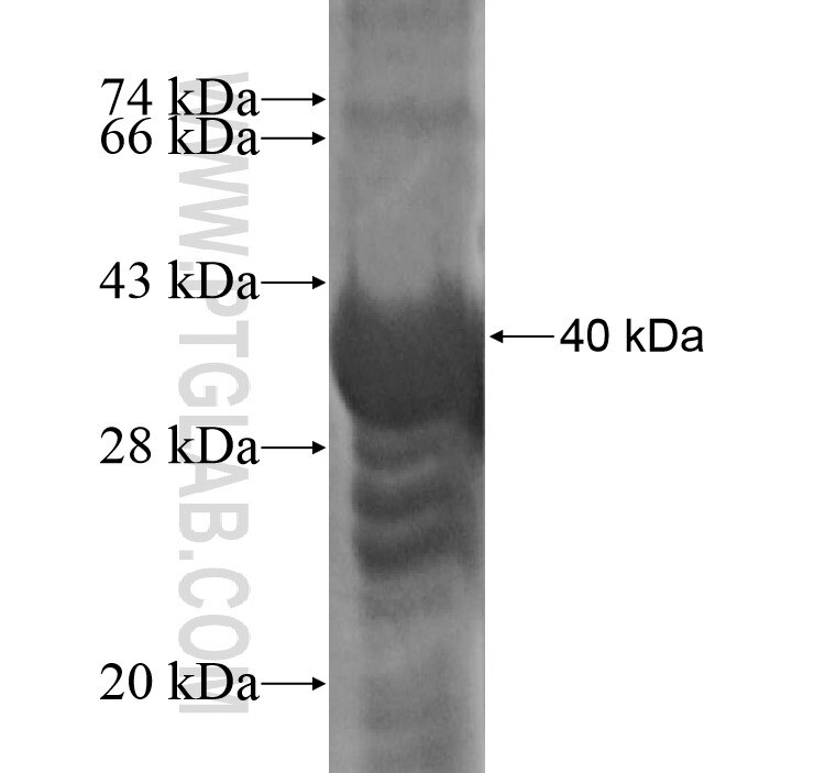 ARHGEF10L fusion protein Ag13746 SDS-PAGE