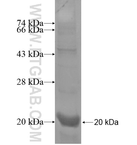 ARHGEF10L fusion protein Ag13969 SDS-PAGE