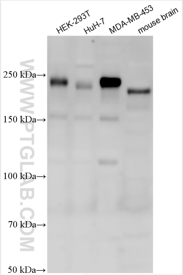 Western Blot (WB) analysis of various lysates using ARHGEF11 Polyclonal antibody (30508-1-AP)