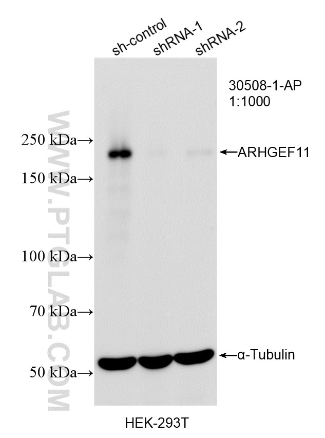 Western Blot (WB) analysis of HEK-293T cells using ARHGEF11 Polyclonal antibody (30508-1-AP)