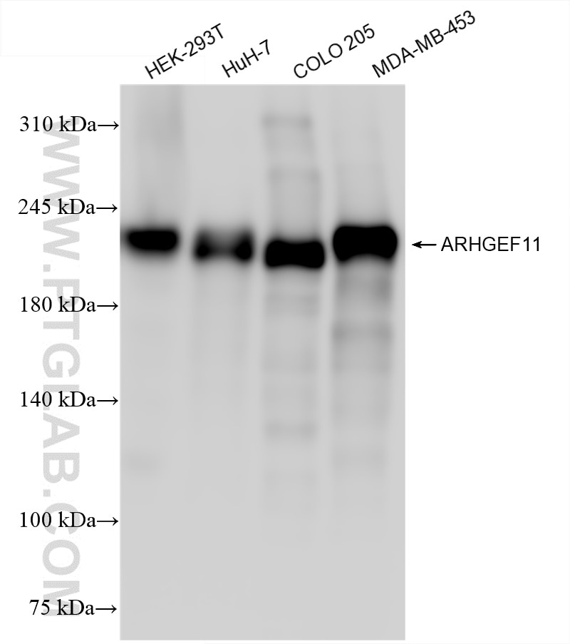 Western Blot (WB) analysis of various lysates using ARHGEF11 Recombinant antibody (84149-4-RR)