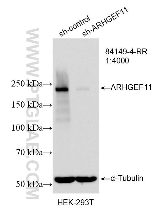 Western Blot (WB) analysis of HEK-293T cells using ARHGEF11 Recombinant monoclonal antibody (84149-4-RR)