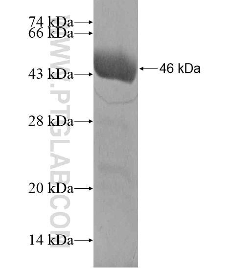 ARHGEF15 fusion protein Ag19874 SDS-PAGE
