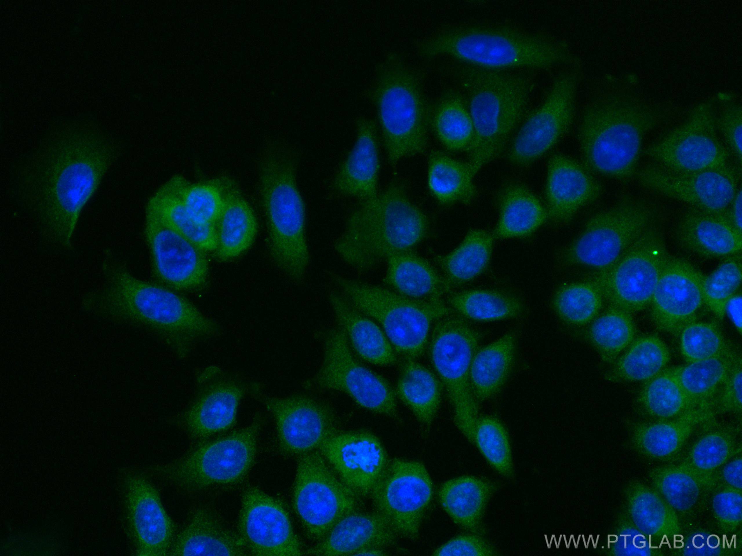 Immunofluorescence (IF) / fluorescent staining of MCF-7 cells using ARHGEF16 Monoclonal antibody (67975-1-Ig)