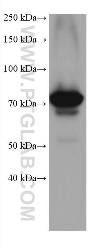 Western Blot (WB) analysis of HepG2 cells using ARHGEF16 Monoclonal antibody (67975-1-Ig)