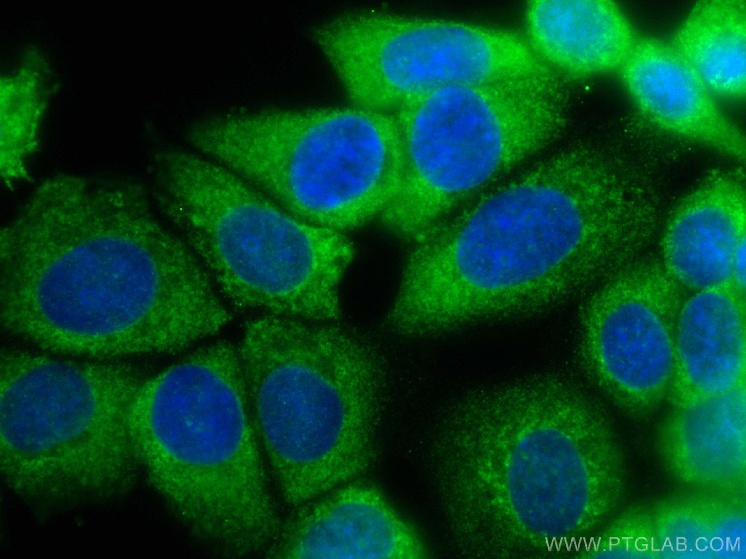 Immunofluorescence (IF) / fluorescent staining of MCF-7 cells using CoraLite® Plus 488-conjugated ARHGEF16 Monoclonal  (CL488-67975)