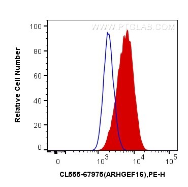 Flow cytometry (FC) experiment of HeLa cells using CoraLite®555-conjugated ARHGEF16 Monoclonal antibo (CL555-67975)