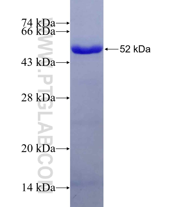 ARHGEF16 fusion protein Ag28675 SDS-PAGE