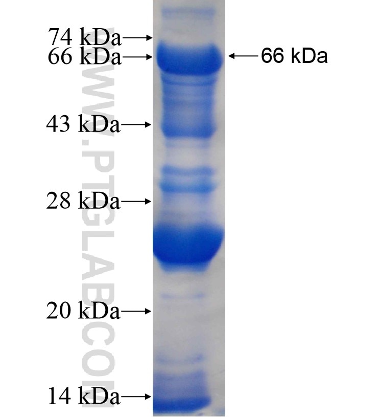 ARHGEF16 fusion protein Ag0205 SDS-PAGE