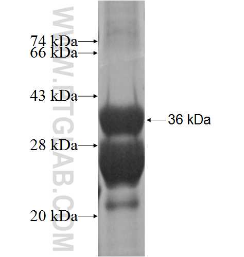 ARHGEF18 fusion protein Ag1749 SDS-PAGE