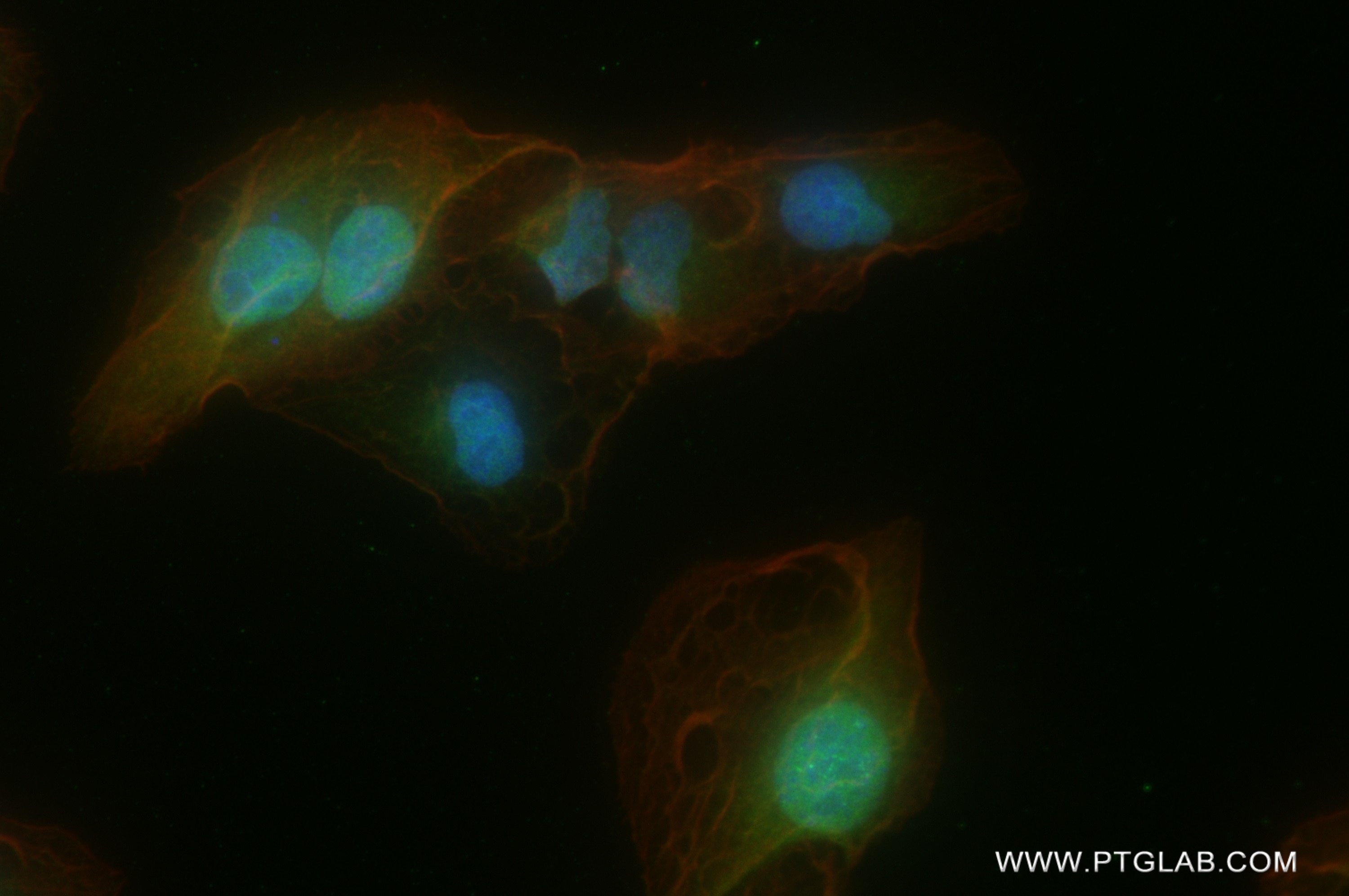 Immunofluorescence (IF) / fluorescent staining of U2OS cells using ARHGEF19 Recombinant antibody (82966-2-RR)