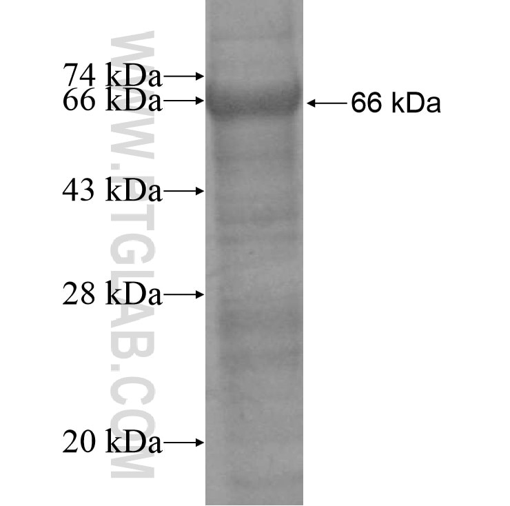 ARHGEF19 fusion protein Ag11645 SDS-PAGE