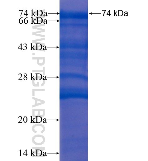 GEF-H1 fusion protein Ag13352 SDS-PAGE