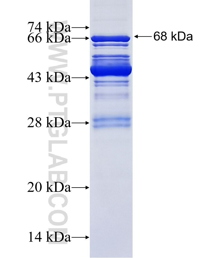 GEF-H1 fusion protein Ag13352 SDS-PAGE