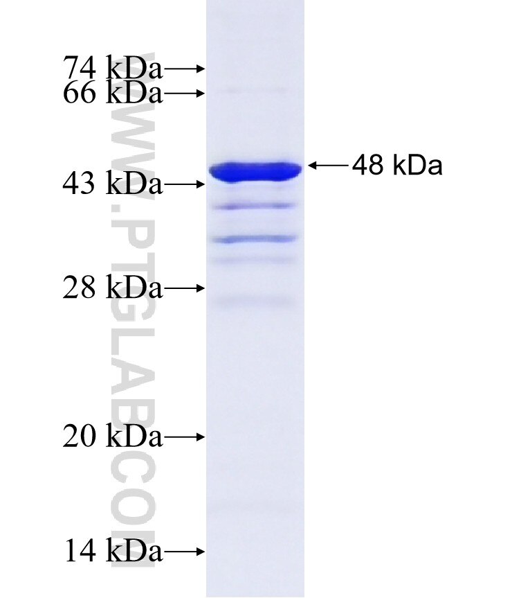 GEF-H1 fusion protein Ag13378 SDS-PAGE