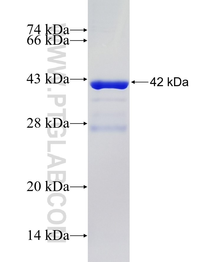 ARHGEF3 fusion protein Ag22858 SDS-PAGE