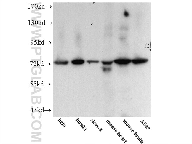 WB analysis of multi-cells/tissue using 55213-1-AP