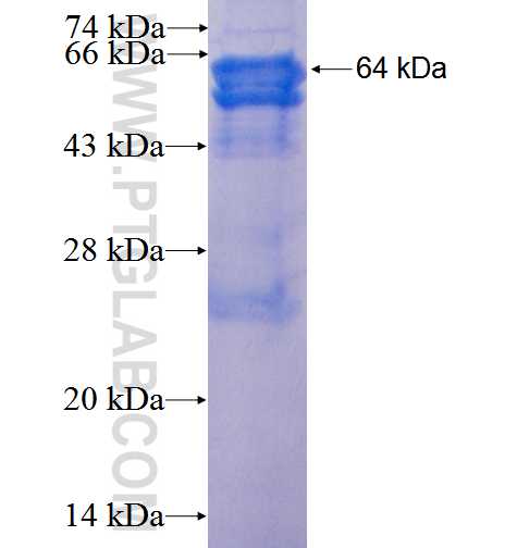 ARHGEF5 fusion protein Ag1892 SDS-PAGE