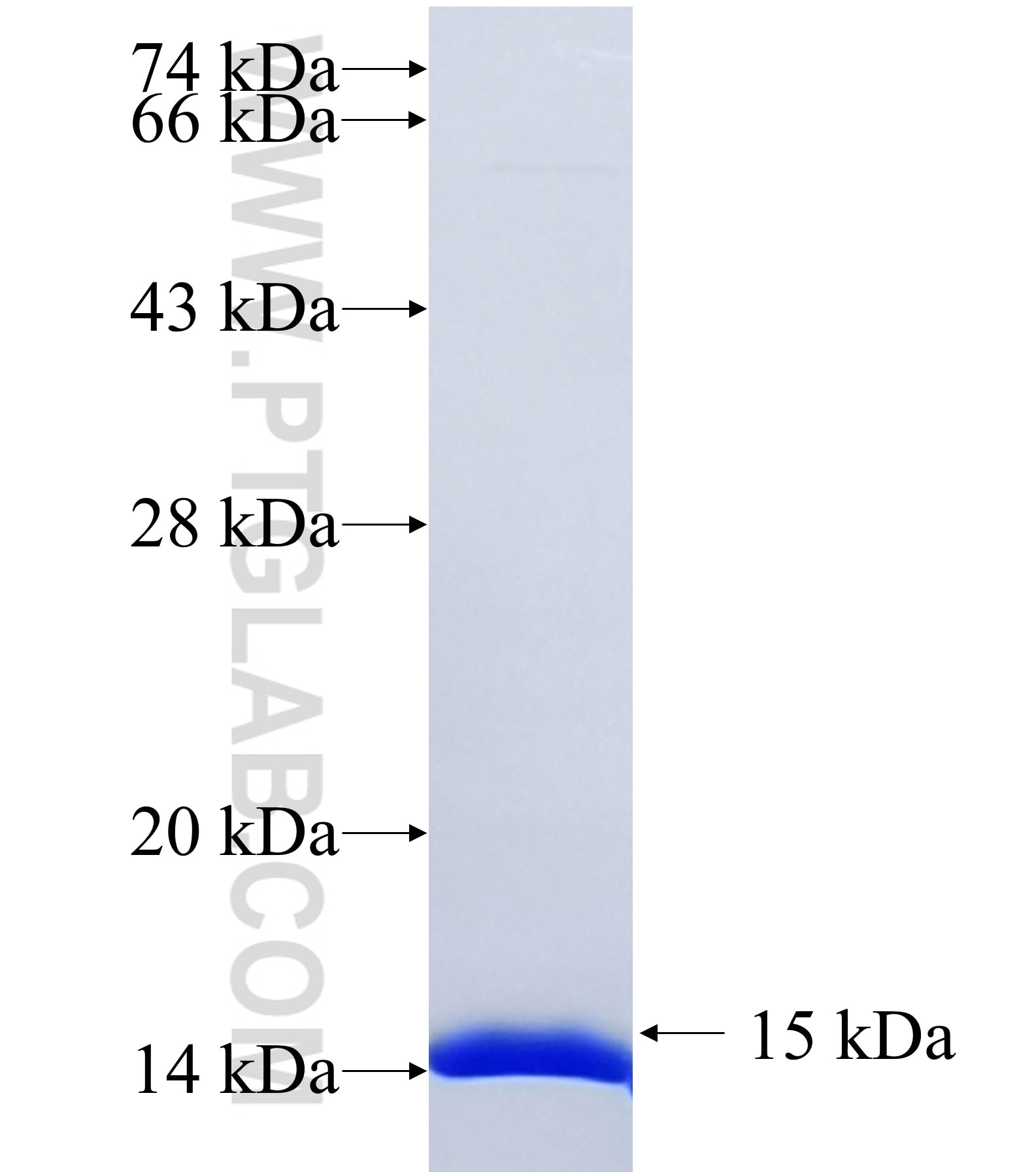 ARHGEF6 fusion protein Ag37216 SDS-PAGE