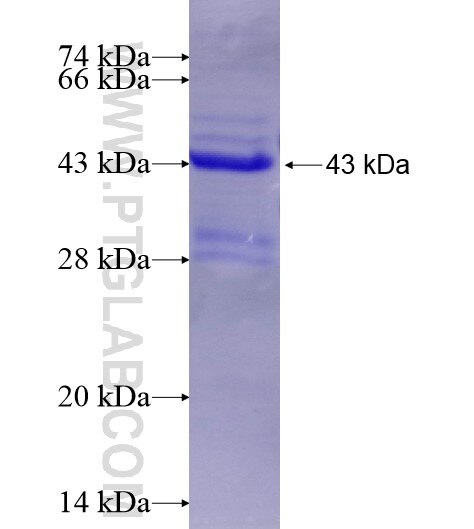 ARHGEF7 fusion protein Ag28819 SDS-PAGE