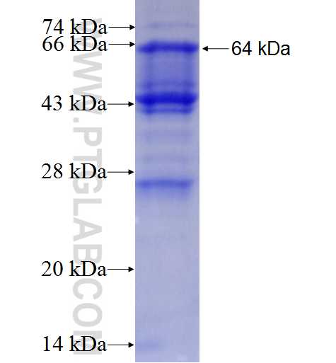 ARHGEF7 fusion protein Ag5223 SDS-PAGE