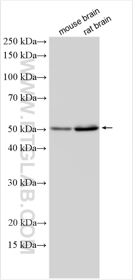 Western Blot (WB) analysis of various lysates using ARHGEF9-Specific Polyclonal antibody (20042-1-AP)