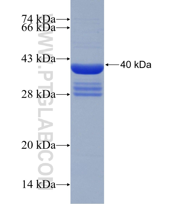 ARID1B fusion protein Ag30643 SDS-PAGE