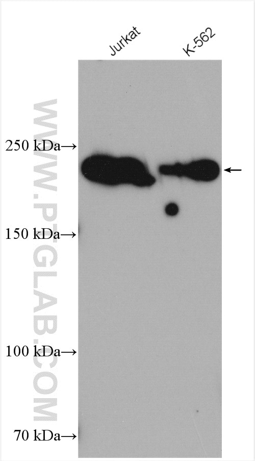 Western Blot (WB) analysis of various lysates using ARID2 Polyclonal antibody (23406-1-AP)