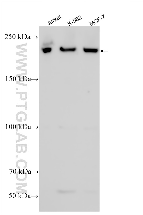 Western Blot (WB) analysis of various lysates using ARID2 Polyclonal antibody (23406-1-AP)