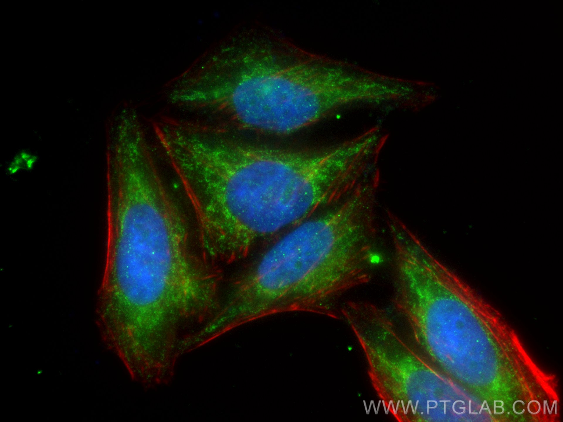 Immunofluorescence (IF) / fluorescent staining of HepG2 cells using ARID3A Polyclonal antibody (14068-1-AP)
