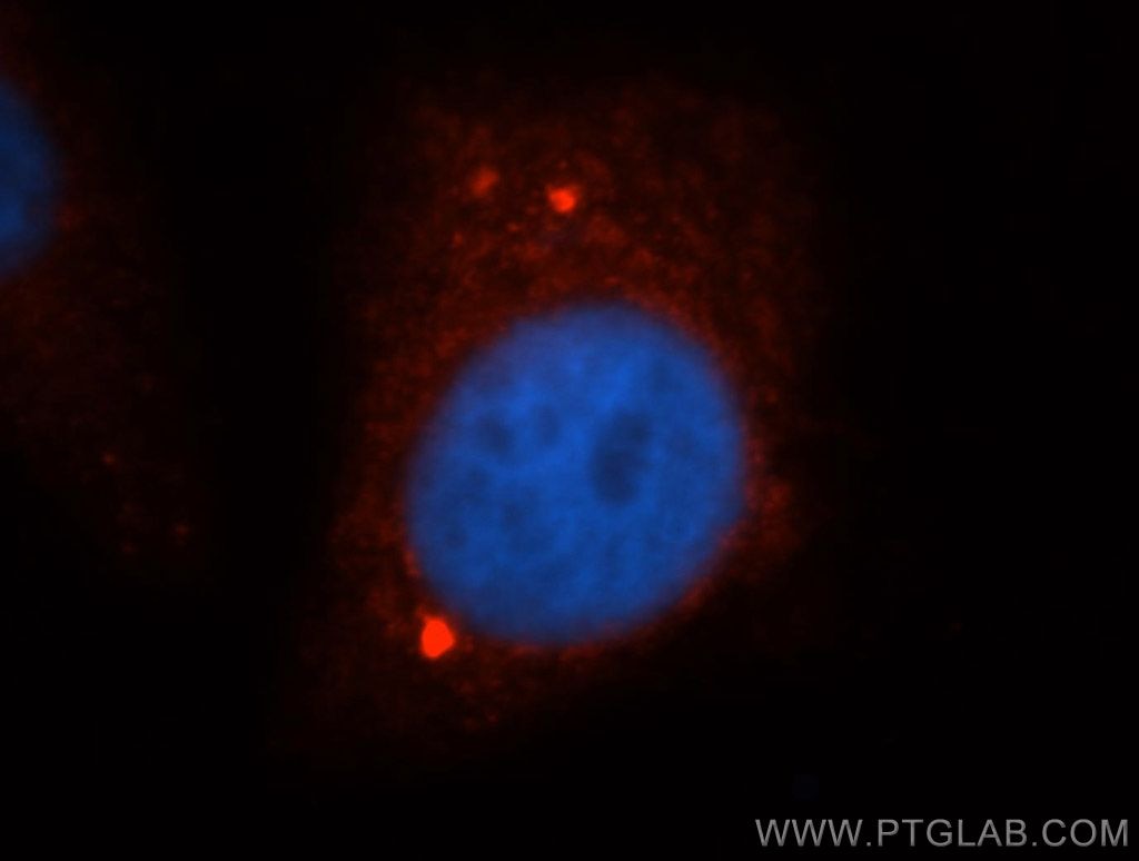 Immunofluorescence (IF) / fluorescent staining of HepG2 cells using ARID3A Polyclonal antibody (14068-1-AP)