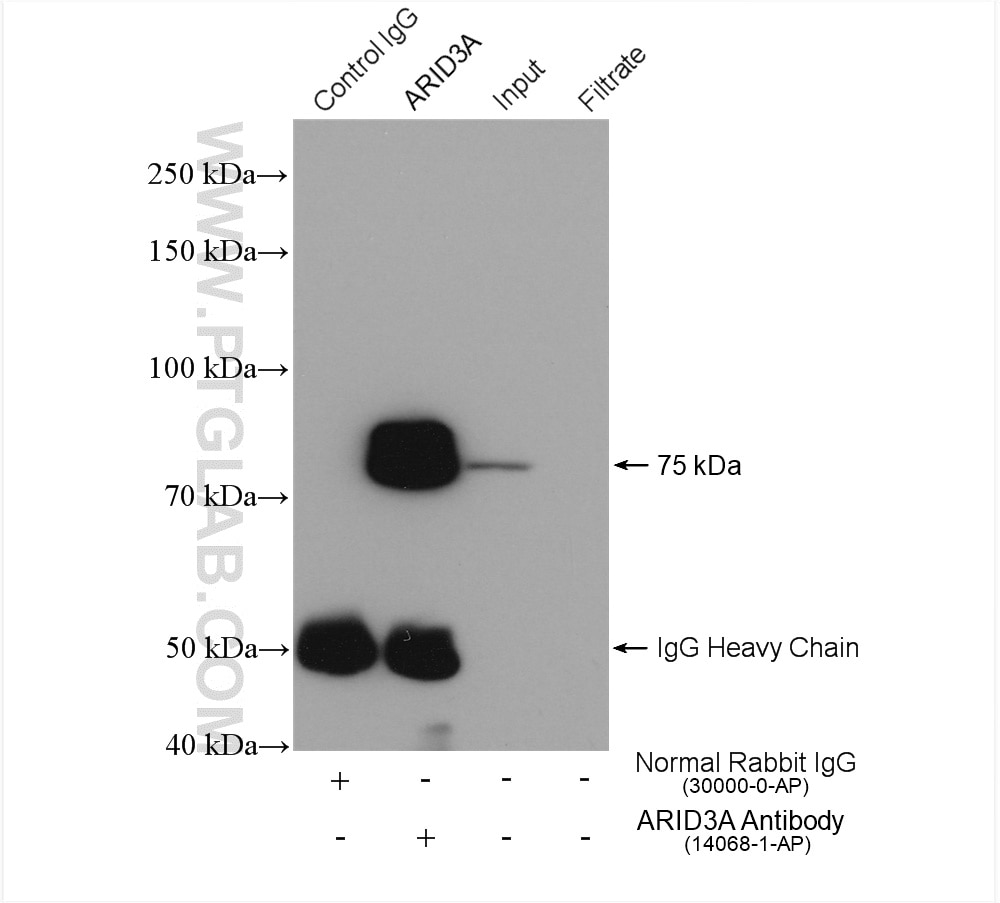 Immunoprecipitation (IP) experiment of K-562 cells using ARID3A Polyclonal antibody (14068-1-AP)