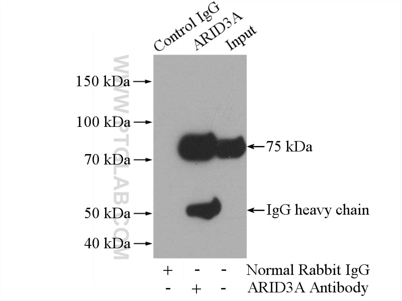 Immunoprecipitation (IP) experiment of K-562 cells using ARID3A Polyclonal antibody (14068-1-AP)