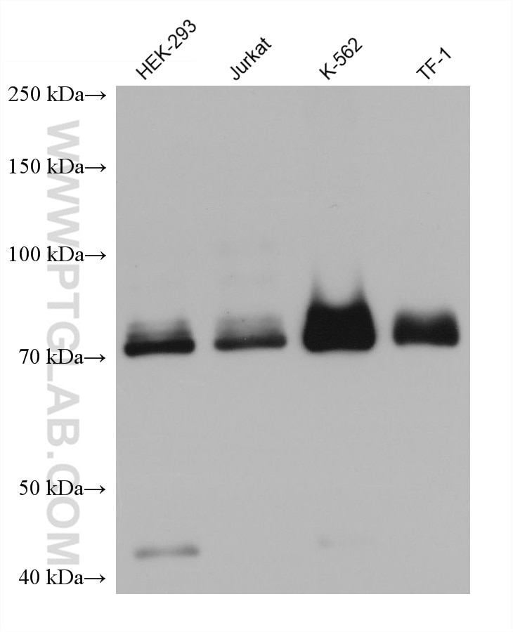 Western Blot (WB) analysis of various lysates using ARID3A Monoclonal antibody (68428-1-Ig)