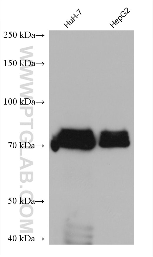 Western Blot (WB) analysis of various lysates using ARID3A Monoclonal antibody (68428-1-Ig)