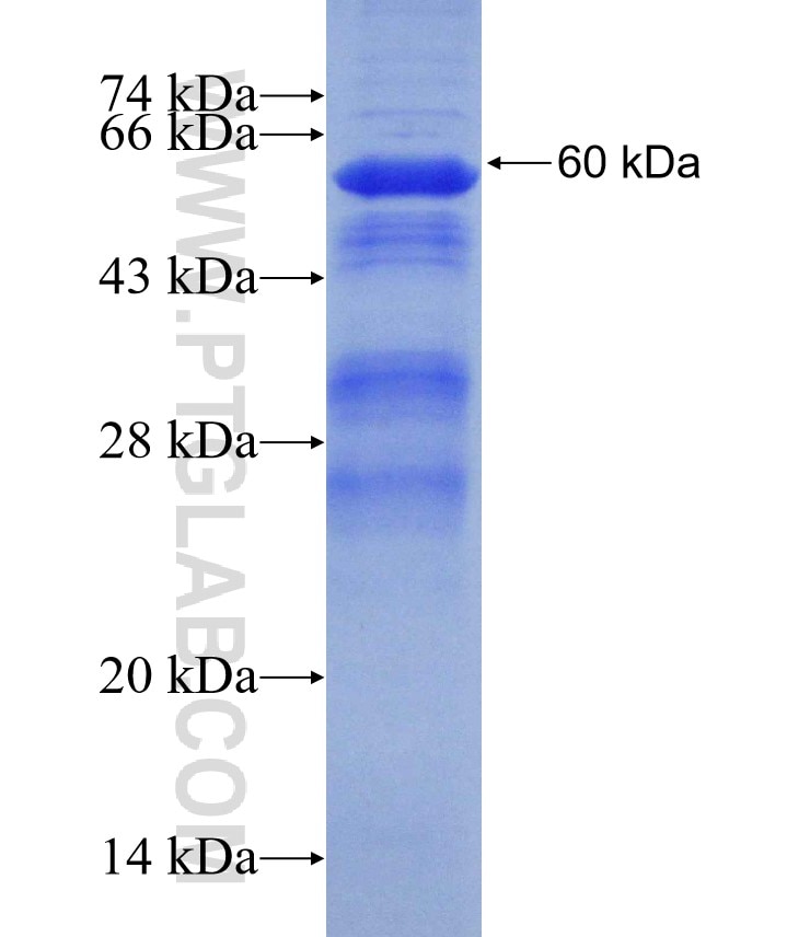 ARID3A fusion protein Ag5124 SDS-PAGE